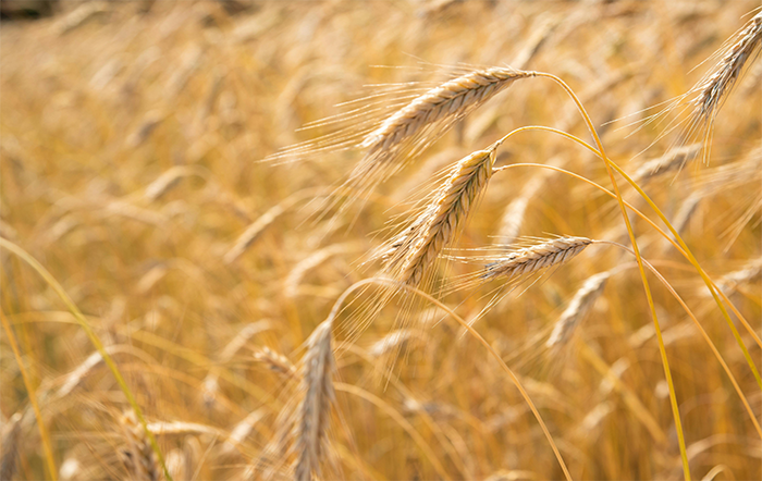 Trigo: Preço baixo e ampla oferta mundial elevam importação para os maiores volumes em 12 anos