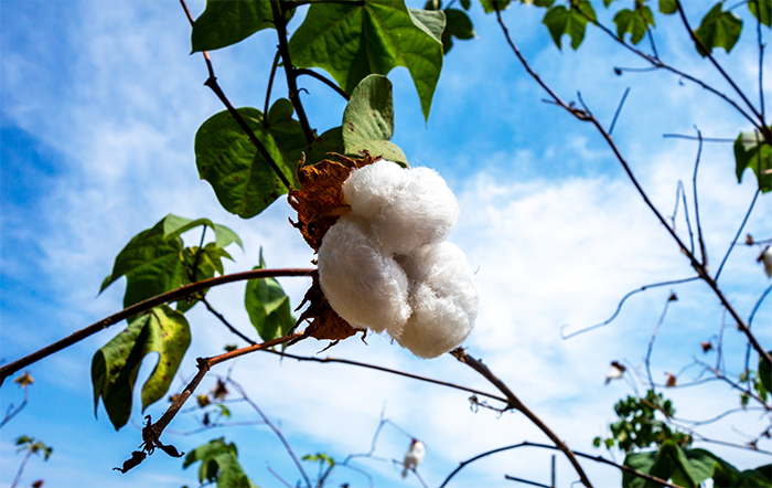Algodão: Preços seguem estáveis há 3 meses
