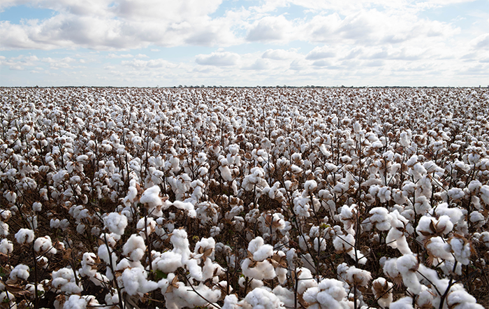 Algodão: Equilíbrio na oferta e demanda mantém preço estável