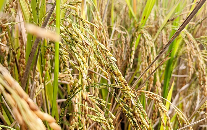 Arroz: Mercado interno segue com baixa liquidez; importações aumentam