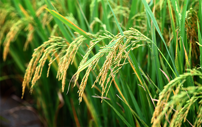 Arroz: Aumento pontual da demanda sustenta preços