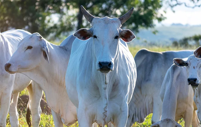 Boi: Fevereiro inicia com preços um pouco acima dos de janeiro