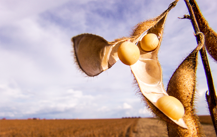 Chuvas e gargalos logísticos ampliam perdas da soja em MT