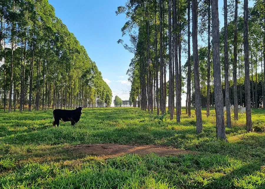 Estudo quantifica o déficit de carbono associado à mudança no uso da terra no Brasil.