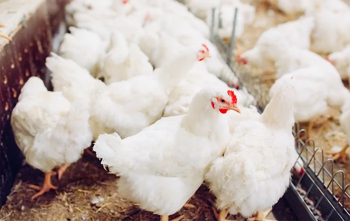 Frango: Poder de compra do avicultor paulista segue em queda