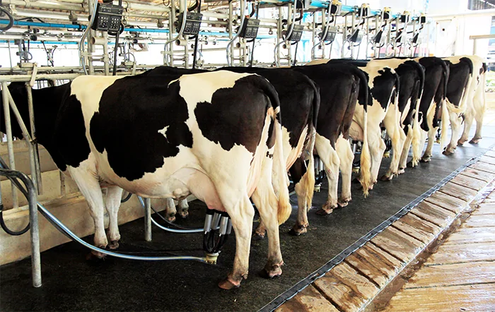 Leite em 2026 tem oferta elevada e margens sob pressão