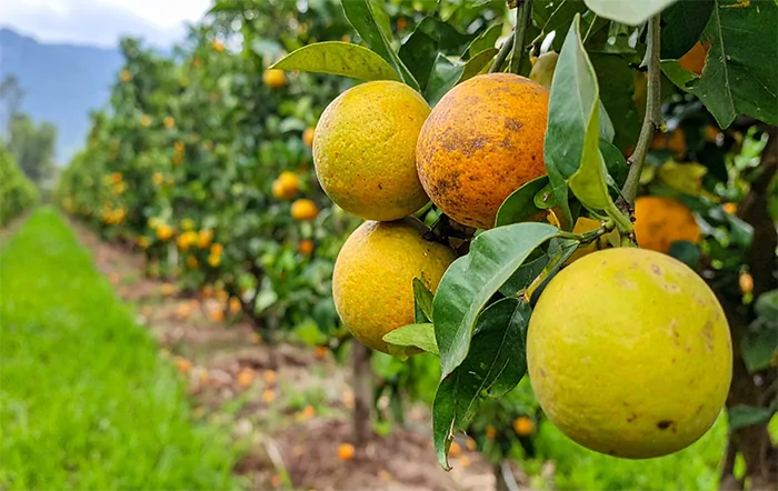 Citros: Colheita da safra 2025/26 se aproxima do fim