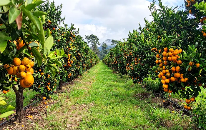 Citros: Clima frio na Flórida deve prejudicar pomares de laranja