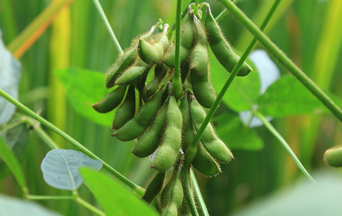 Soja: Cotações se estabilizam neste começo de mês