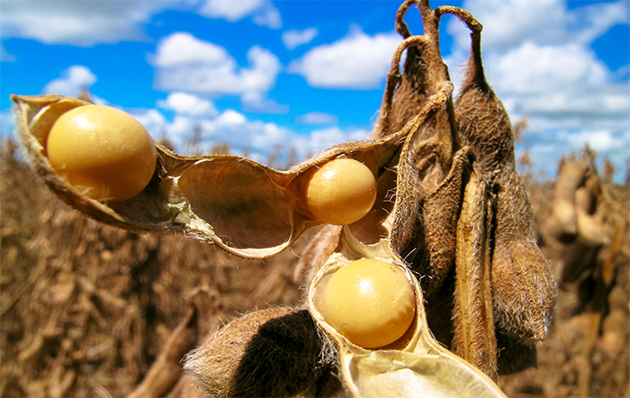 Conab mantém estimativa da safra de grãos em 353.37 milhões de toneladas