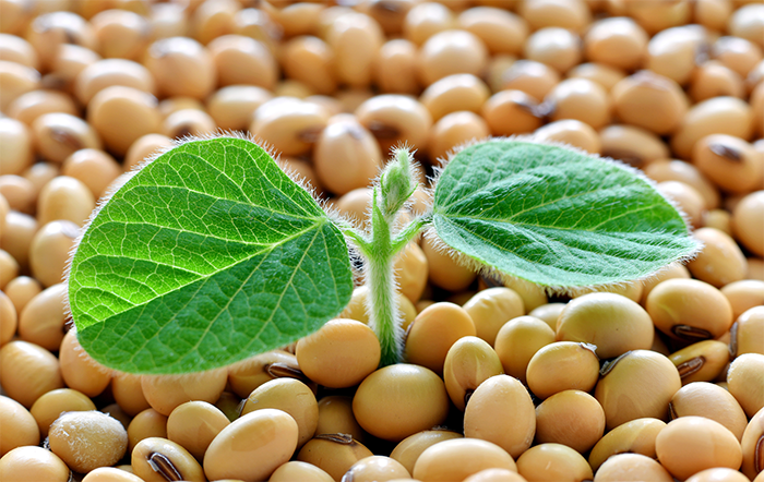 Soja: Demanda externa e incerteza climática sustentam alta dos preços