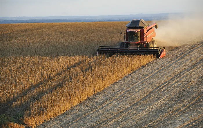 Soja: Preços da oleaginosa seguem enfraquecidos