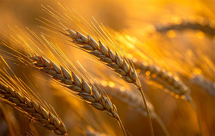 Preços do trigo seguem estáveis; produção deve cair em 2026