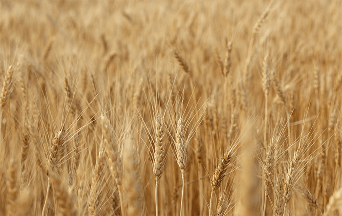 Trigo: Preços seguem firmes no RS e em SP