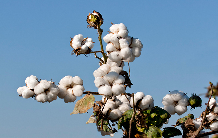 Algodão: Cotação externa avança, mas desvalorização do dólar pressiona preços no Brasil