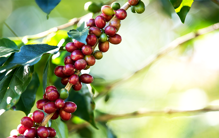 Conab lança plataforma para atestar café livre de desmatamento