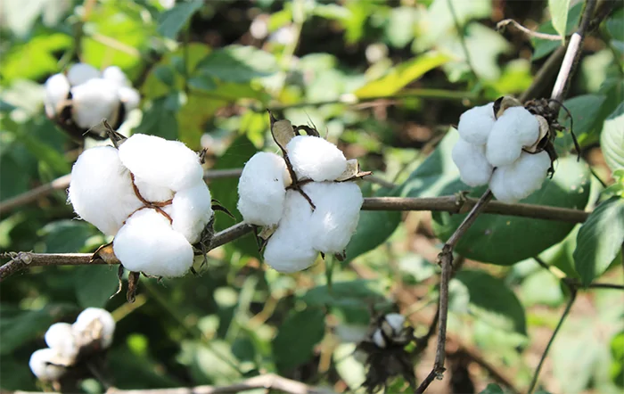 Algodão: Vendedores focam na próxima safra e mantêm preços firmes