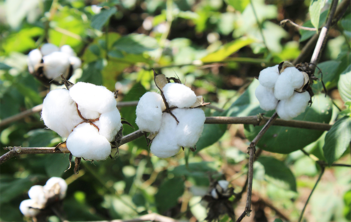 Algodão: Vendedores se mantêm firmes e preços reagem