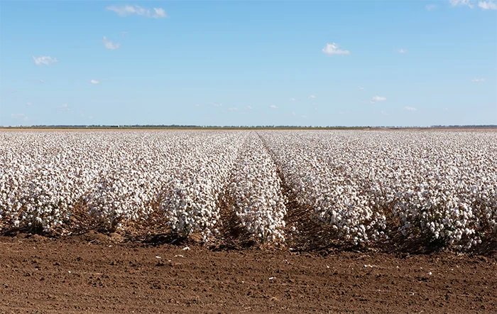 Algodão: Alta na paridade de exportação sustenta preços internos