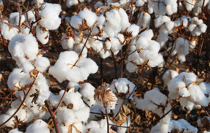 Algodão: Indicador atravessa fevereiro estável