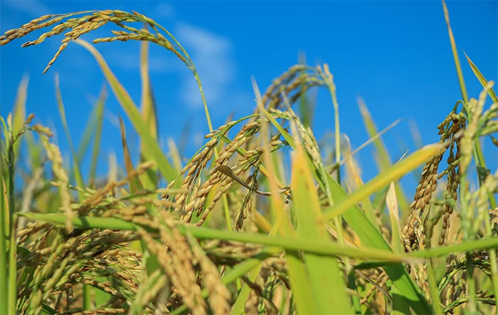 Arroz: Importações avançam; oferta restrita e alta do diesel pressionam setor