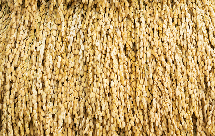 Arroz: Fevereiro termina com os preços em alta, mas negociações seguem lentas no RS