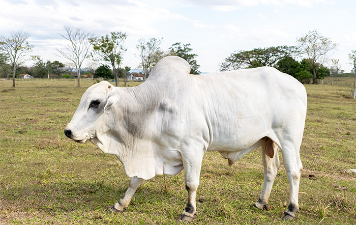 Boi: Bezerro é negociado acima de R$ 3.000,00 em quase todas as praças