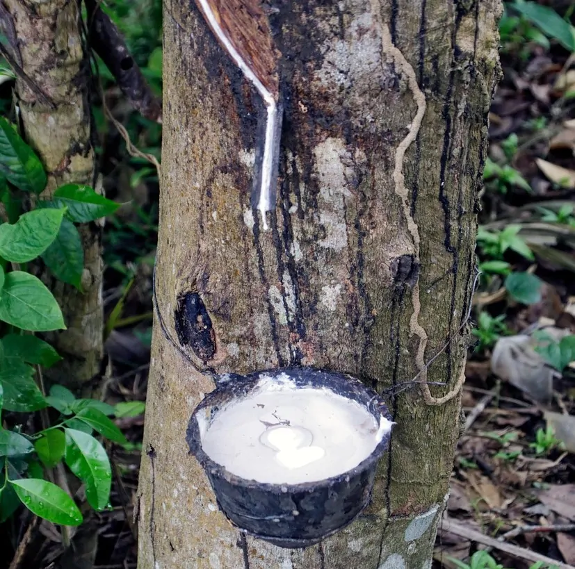 Produtores de borracha poderão contar com até R$ 22,2 milhões para apoio ao escoamento da produção
