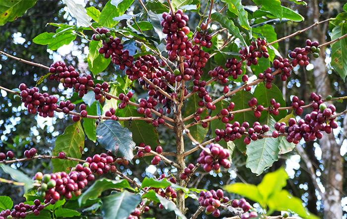 Café: Chuvas reforçam expectativa da safra 2026/27 recorde