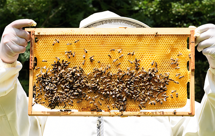 Apicultura brasileira busca equilíbrio entre exportação e mercado interno
