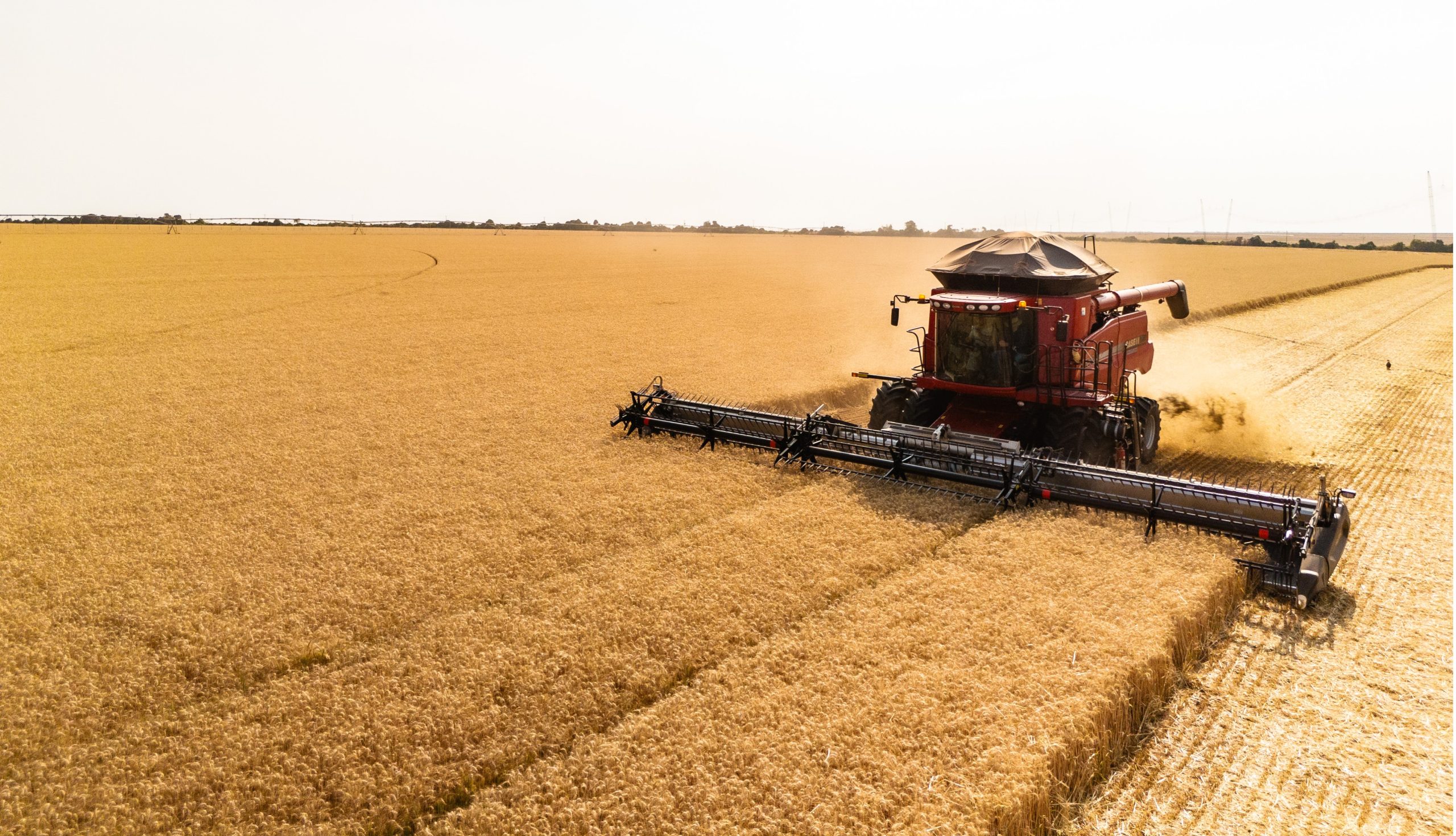 Planejamento garante resultados no trigo tropical