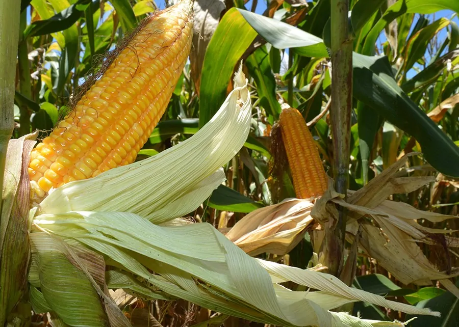 A Embrapa lança programas de milho e sorgo de baixo carbono