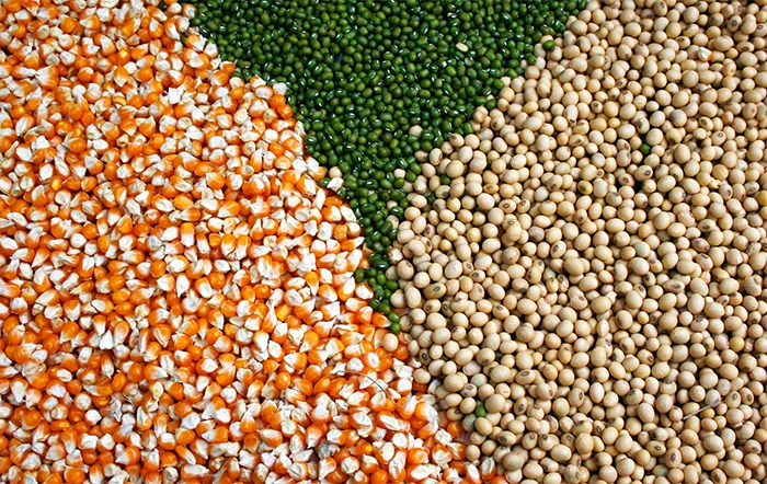 6ª estimativa para safra 2025/26 mantém recorde de 353.45 milhões de toneladas 