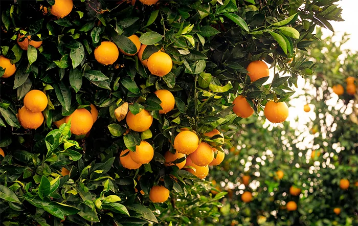 Citros: Conflitos no Oriente Médio podem elevar os custos de produção