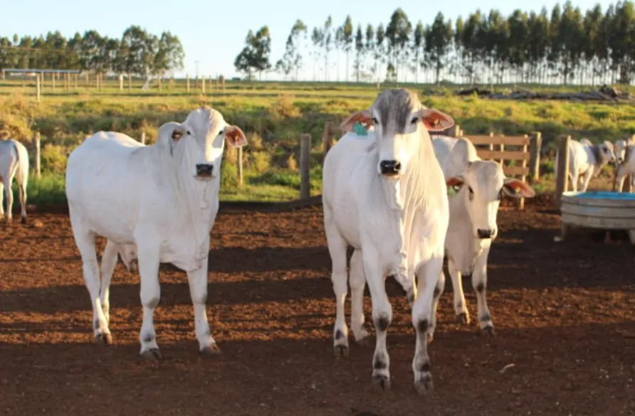 Carne bovina segue embarcando volumes crescentes