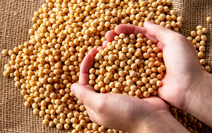 Soja: Negócios se intensificam; cenário geopolítico pode ampliar demanda pela soja do Brasil