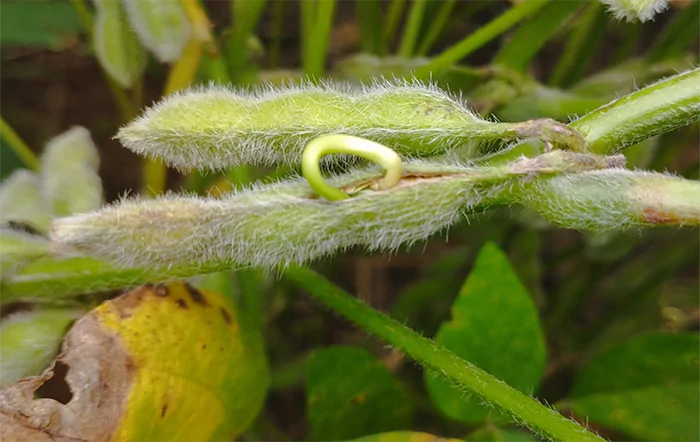 Soja: Conflito internacional eleva futuros e gera nova alta no Brasil