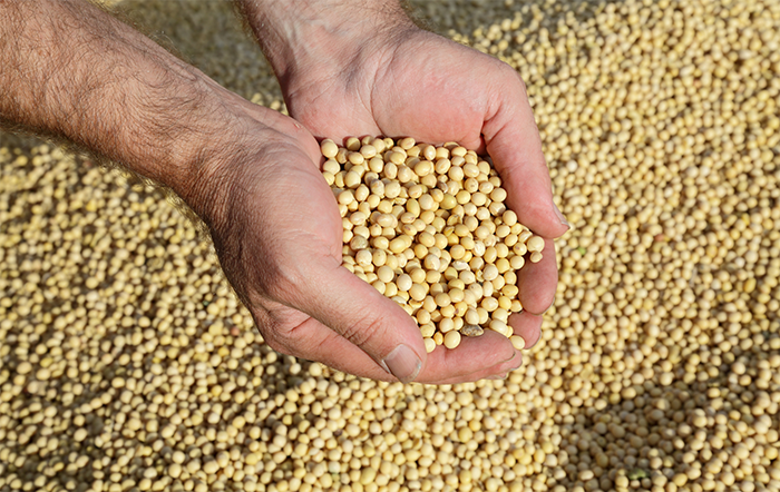 Soja: Óleo segue em valorização no Brasil