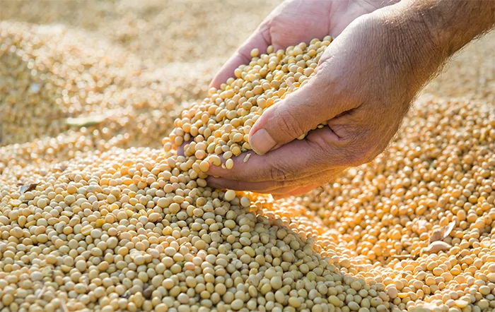 Soja: Média de fevereiro cai e volta para patamares de 2024