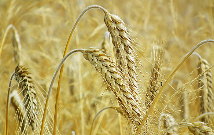 Trigo: Com valorizações externas e do dólar, preços reagem no Brasil