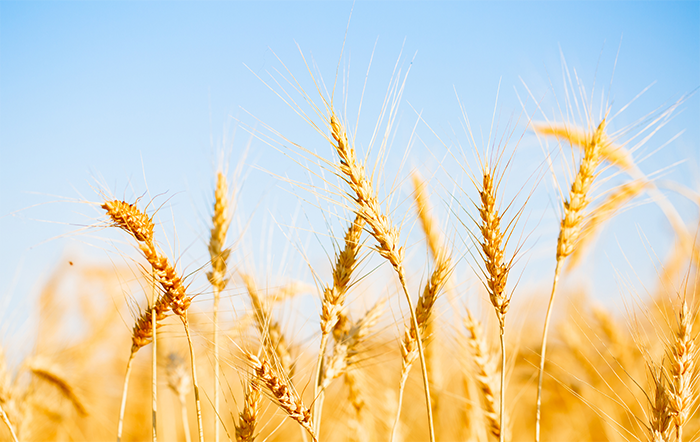 Trigo: Preços seguem em alta no Brasil