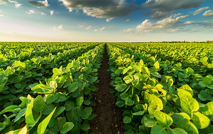 Soja: Margem da indústria aumenta com queda no custo da soja e alta dos derivados