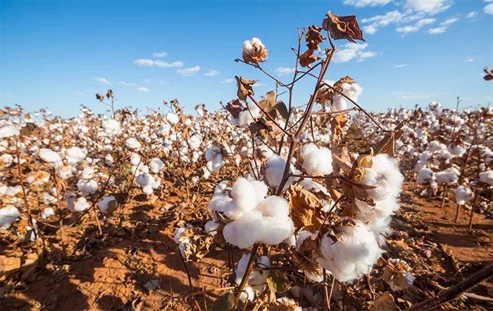Algodão: Ritmo de negócios diminui, mas preços se sustentam no início de abril