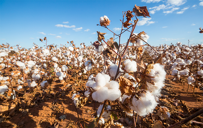 Arroz: Retração dos vendedores mantém liquidez baixa