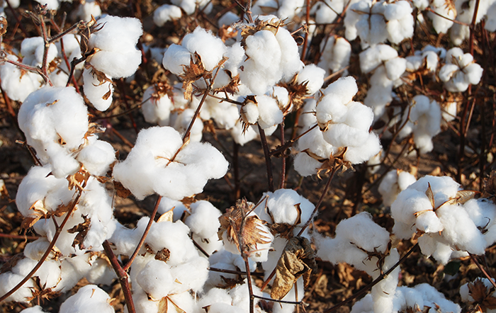 Algodão: Indicador da pluma atinge maior patamar em 9 meses