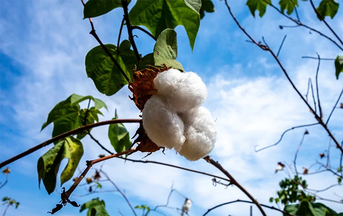 Algodão: Indicador registra a maior alta mensal em mais de três anos