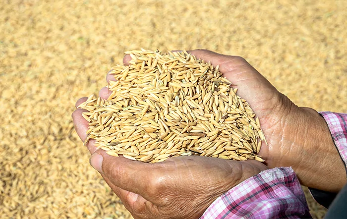 Arroz: Preços recuam com demanda fraca e avanço da colheita