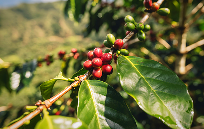 Café: Colheita de café arábica apresenta ritmo lento neste fim de abril
