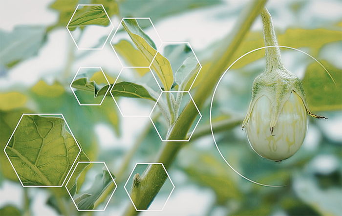 Percevia e SNASH promovem webinar sobre como transformar análise em resultados no Agro