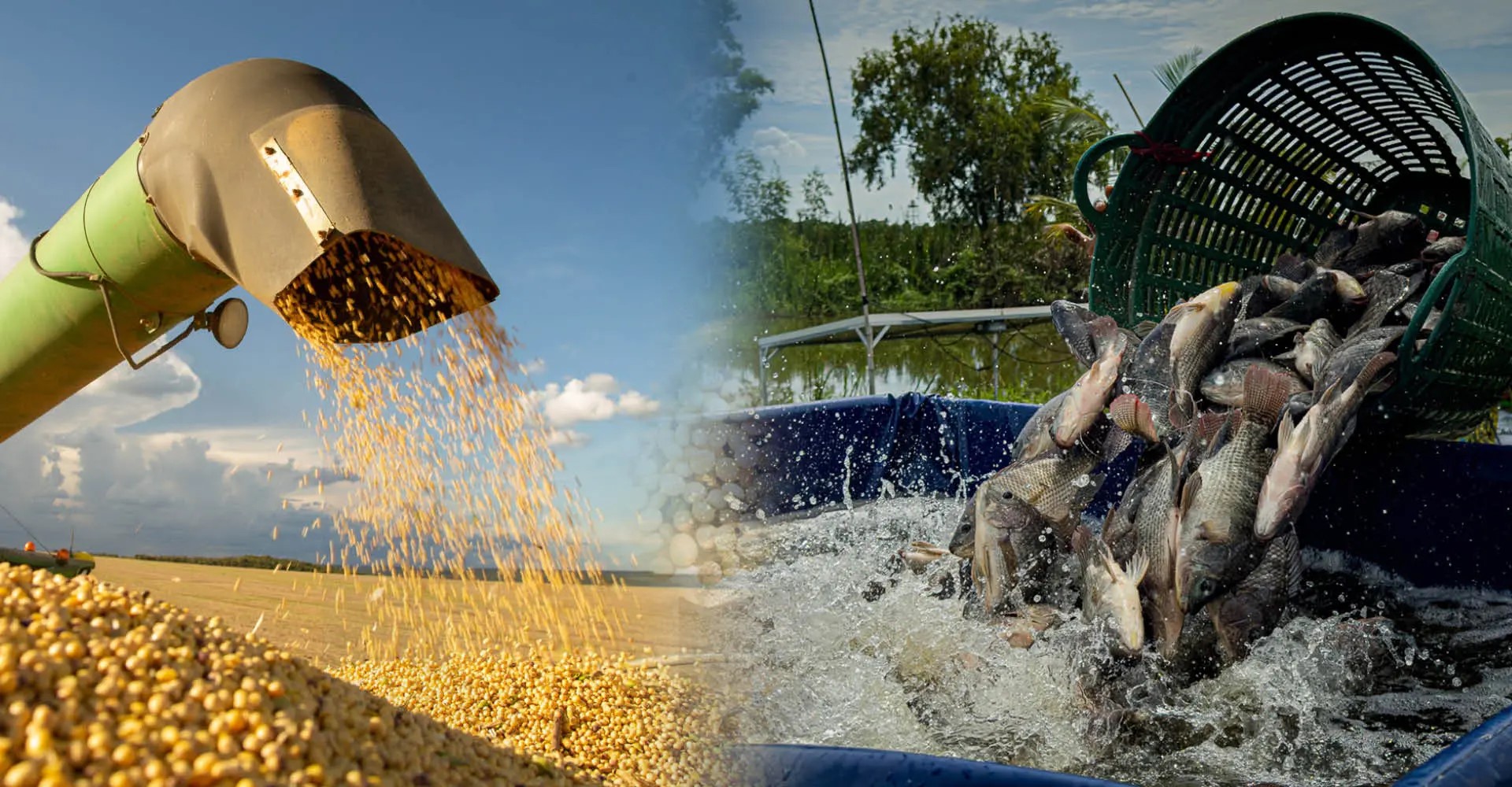 Sem soja, não há filé de peixe